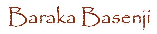 Baraka Basenji - Click the Basenji to enter
