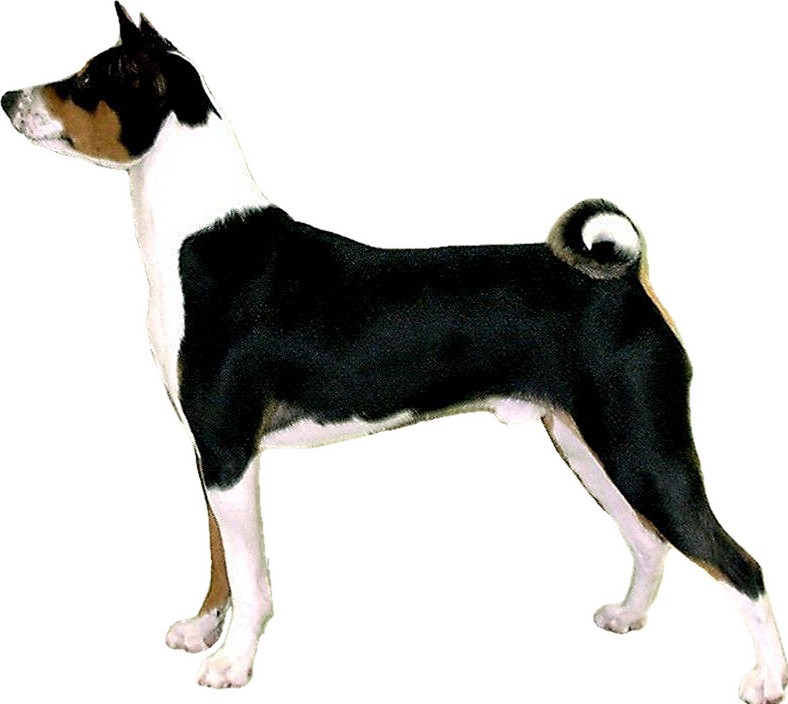 Baraka Basenji - Click the Basenji to enter